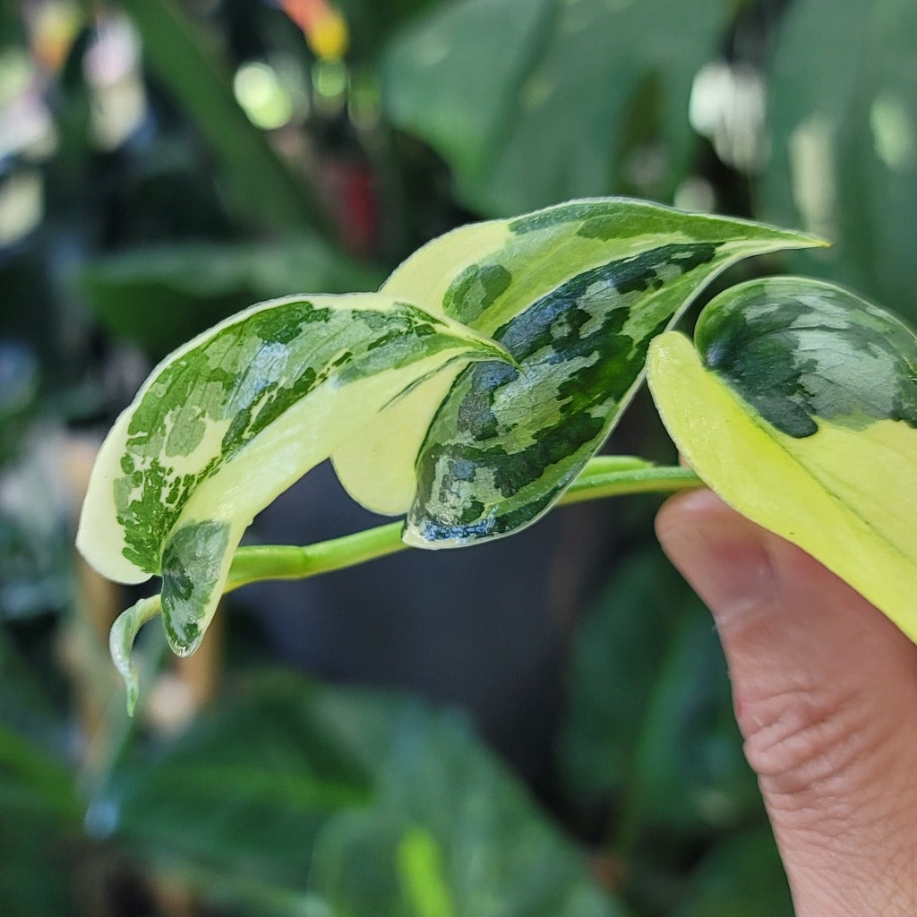 SCINDAPSUS MAYARI  VARIEGATED -  CUTTING (LV)