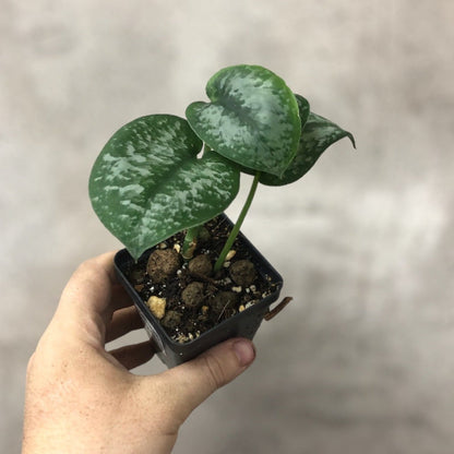 NODES - Scindapsus 'Silver Splash' - NODES (3)