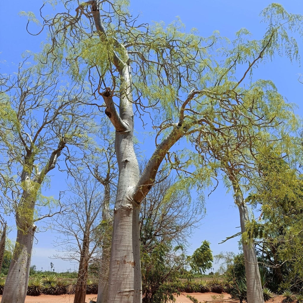 Moringa drouhardii - 4"
