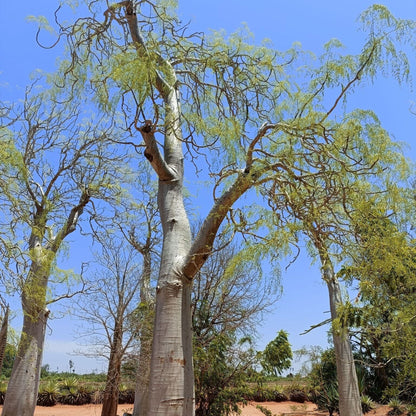 Moringa drouhardii - 4"