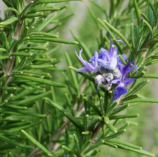 OUTDOOR PLANTS - Herb - Rosemary 'Tuscan Blue' 3.5"