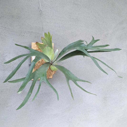 Platycerium diversifolium x  willinckii - 2"
