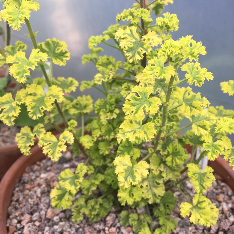Geranium 'Cy's Sunburst' - 4"