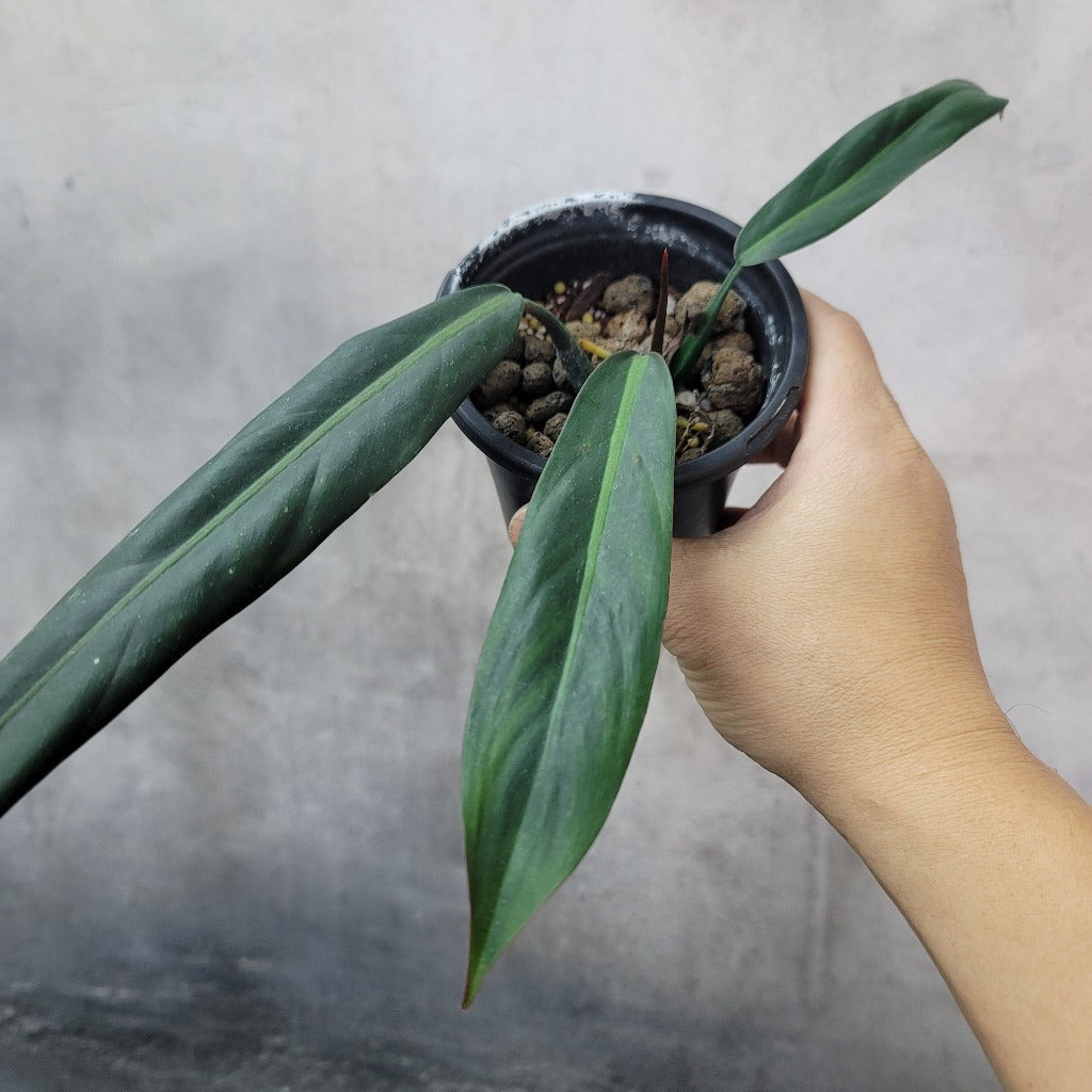 Philodendron bicolor - 10