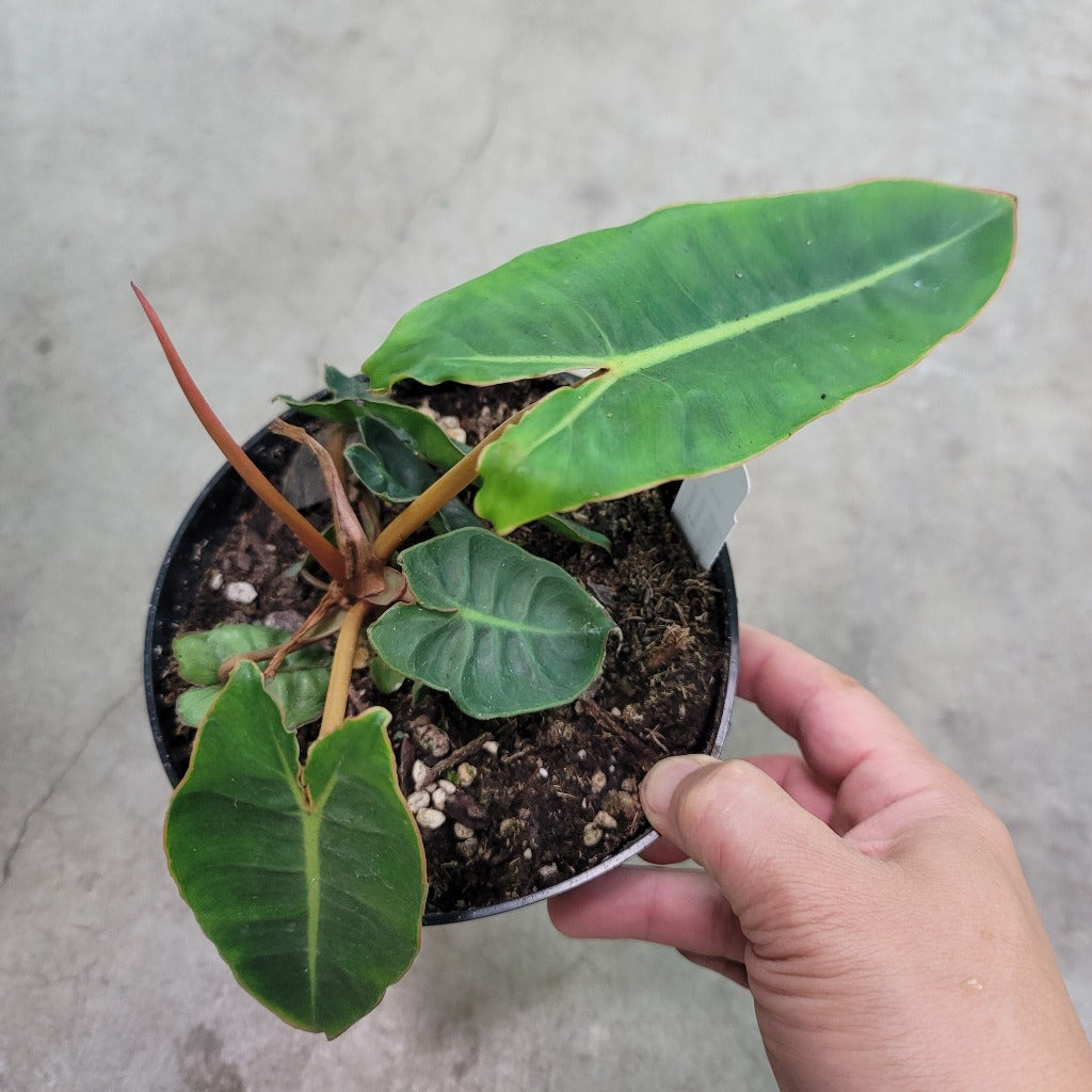 Philodendron billietiae - 6