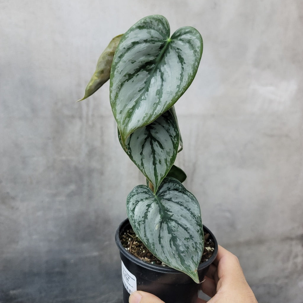 Philodendron brandtianum - 4