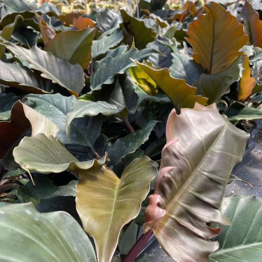 Philodendron - Bundle & Save