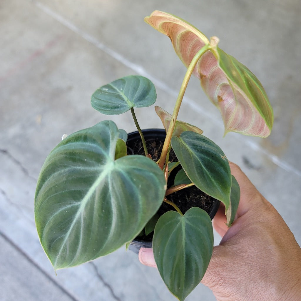 Philodendron rubrijuvenile 'El Choco Red' - 4