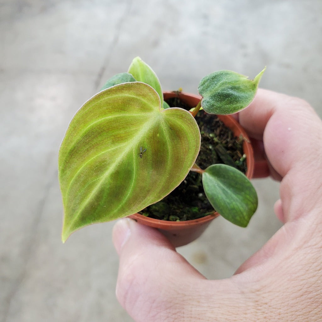 PHILODENDRON - Philodendron El Choco Red - 2"