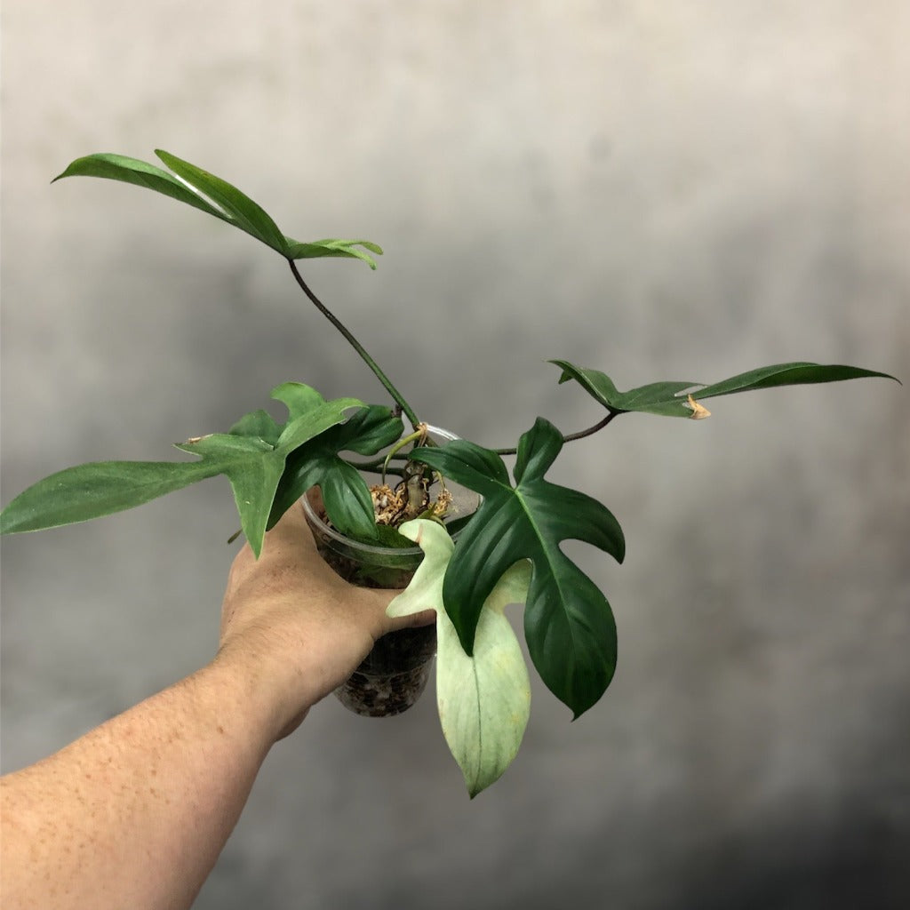 PHILODENDRON - PHILODENDRON FLORIDA GHOST - 4"