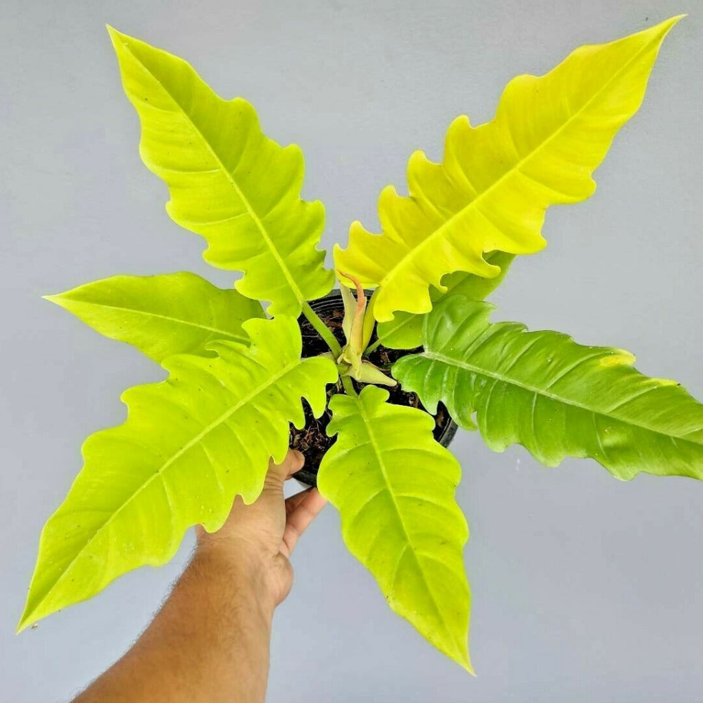 Philodendron gergaji 'Golden Saw' - 4