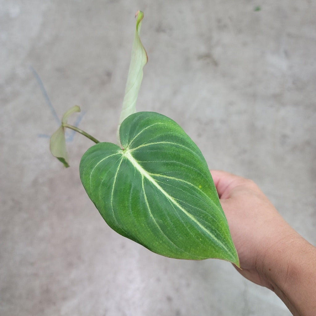 PHILODENDRON - Philodendron Gloriosum Dark Form - 2"