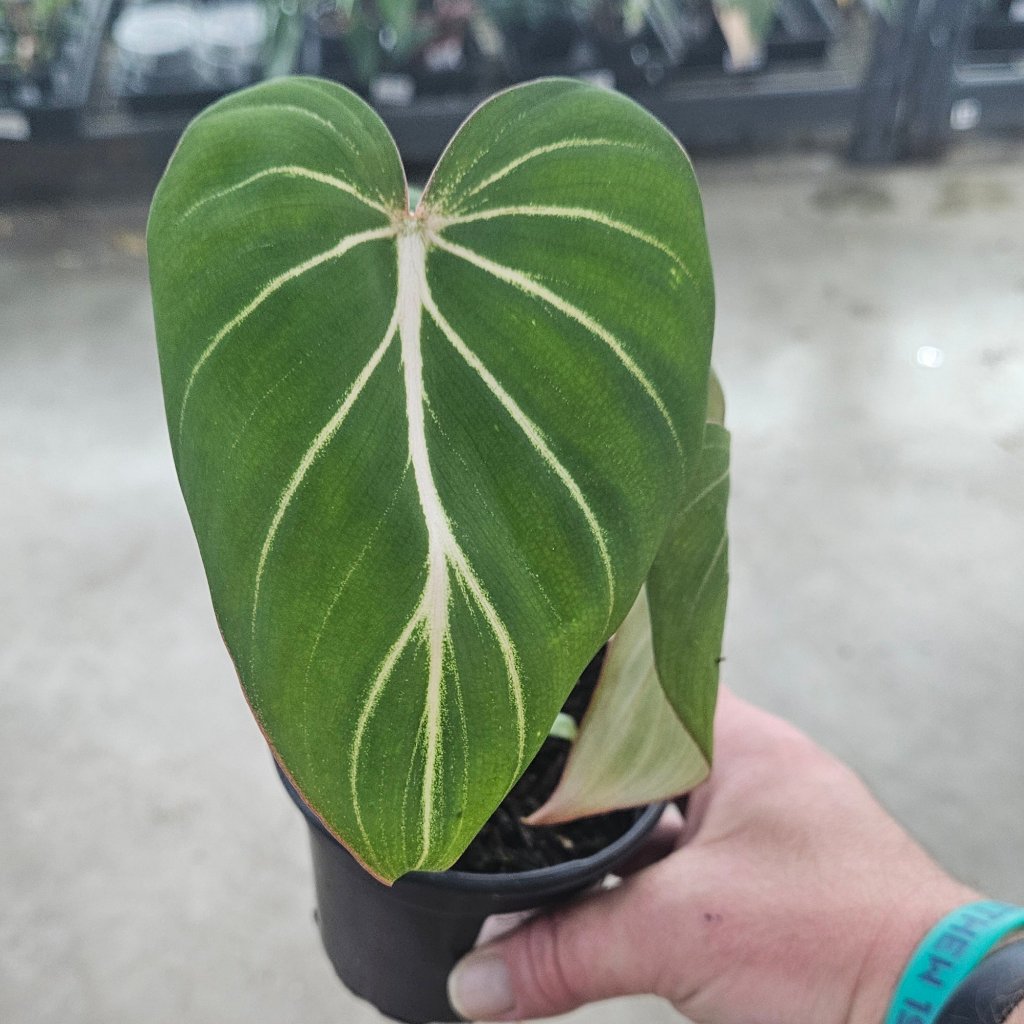 PHILODENDRON - Philodendron Gloriosum Dark Form - 4"