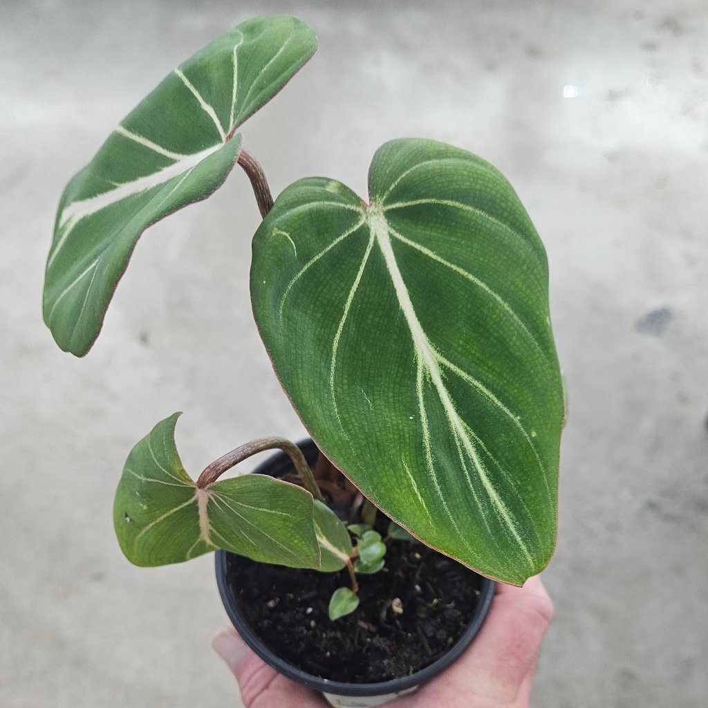 PHILODENDRON - Philodendron Gloriosum Dark Form - 4"