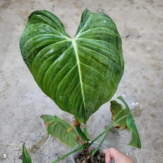 PHILODENDRON - Philodendron Glorious - 4"