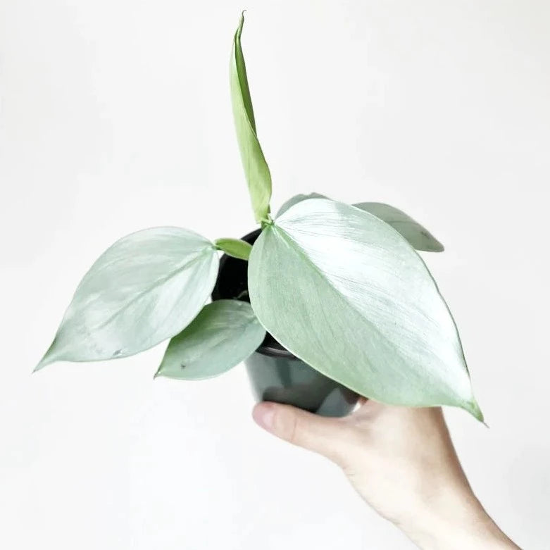 Philodendron hastatum - 4