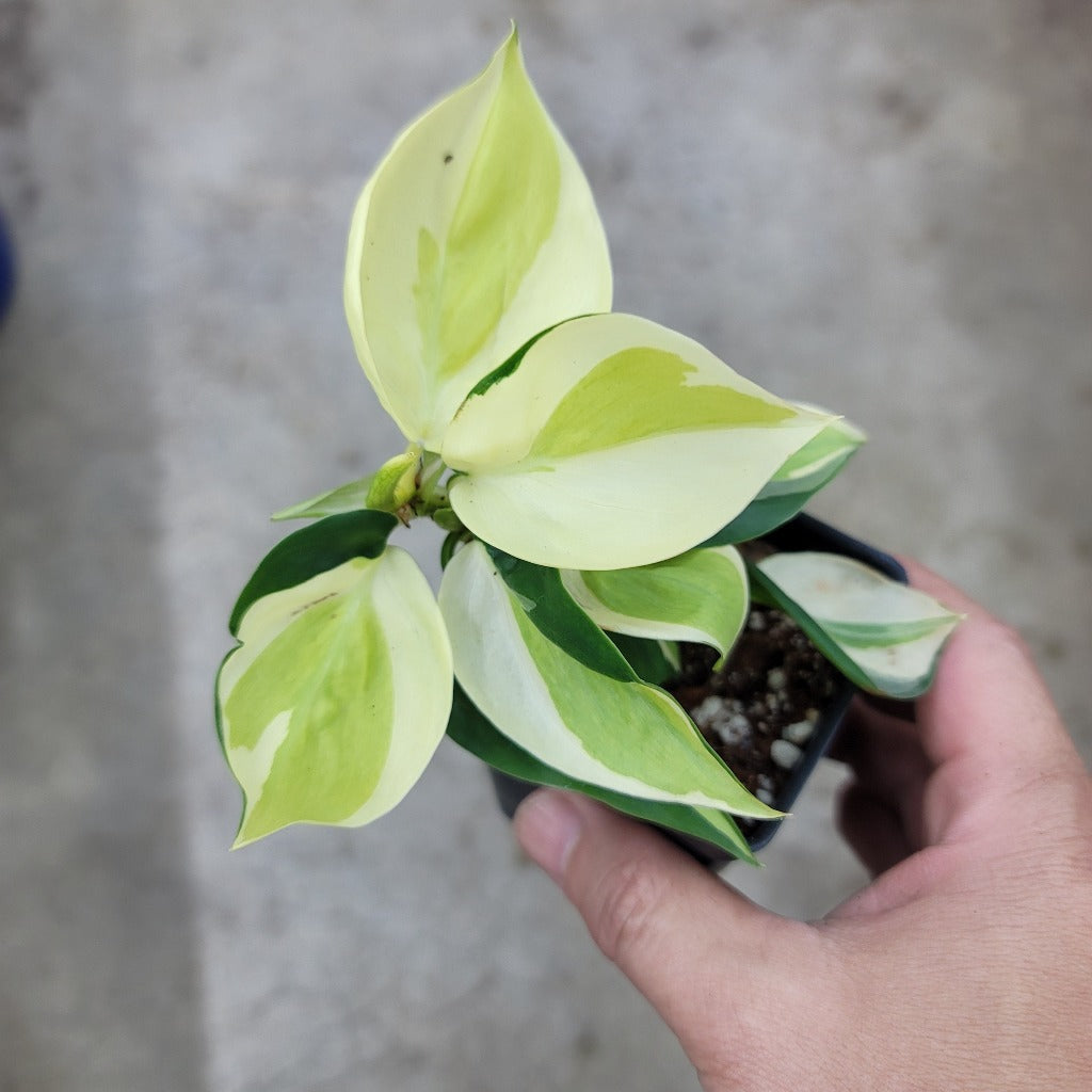 Philodendron hederaceum 'cream splash' - 3