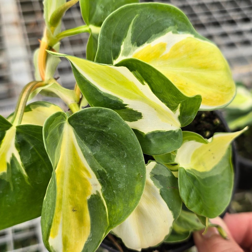 Philodendron hederaceum 'cream splash' - 4