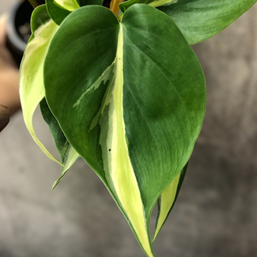 Philodendron hederaceum 'Rio' - 6