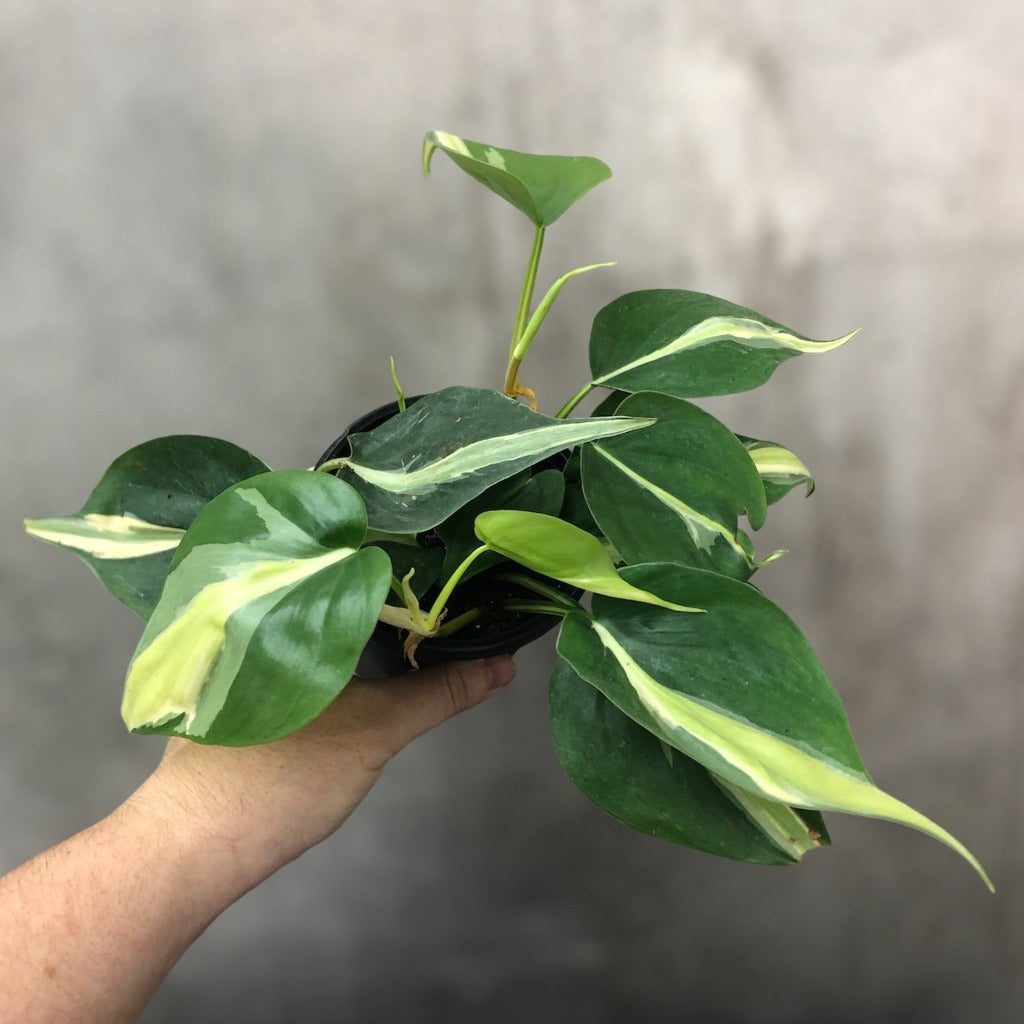 Philodendron hederaceum 'Rio' - 6