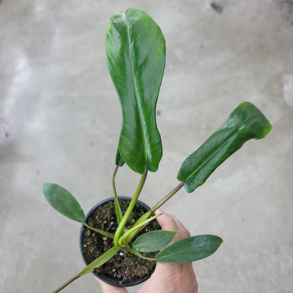 Philodendron joepii - 4