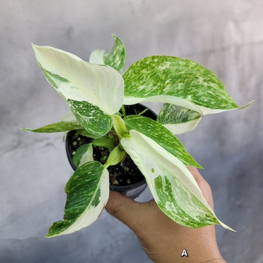 PHILODENDRON - PHILODENDRON JOSE BUONO - 4"