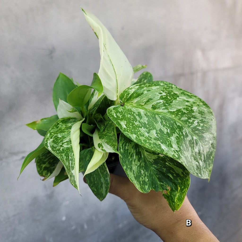 PHILODENDRON - PHILODENDRON JOSE BUONO - 4"