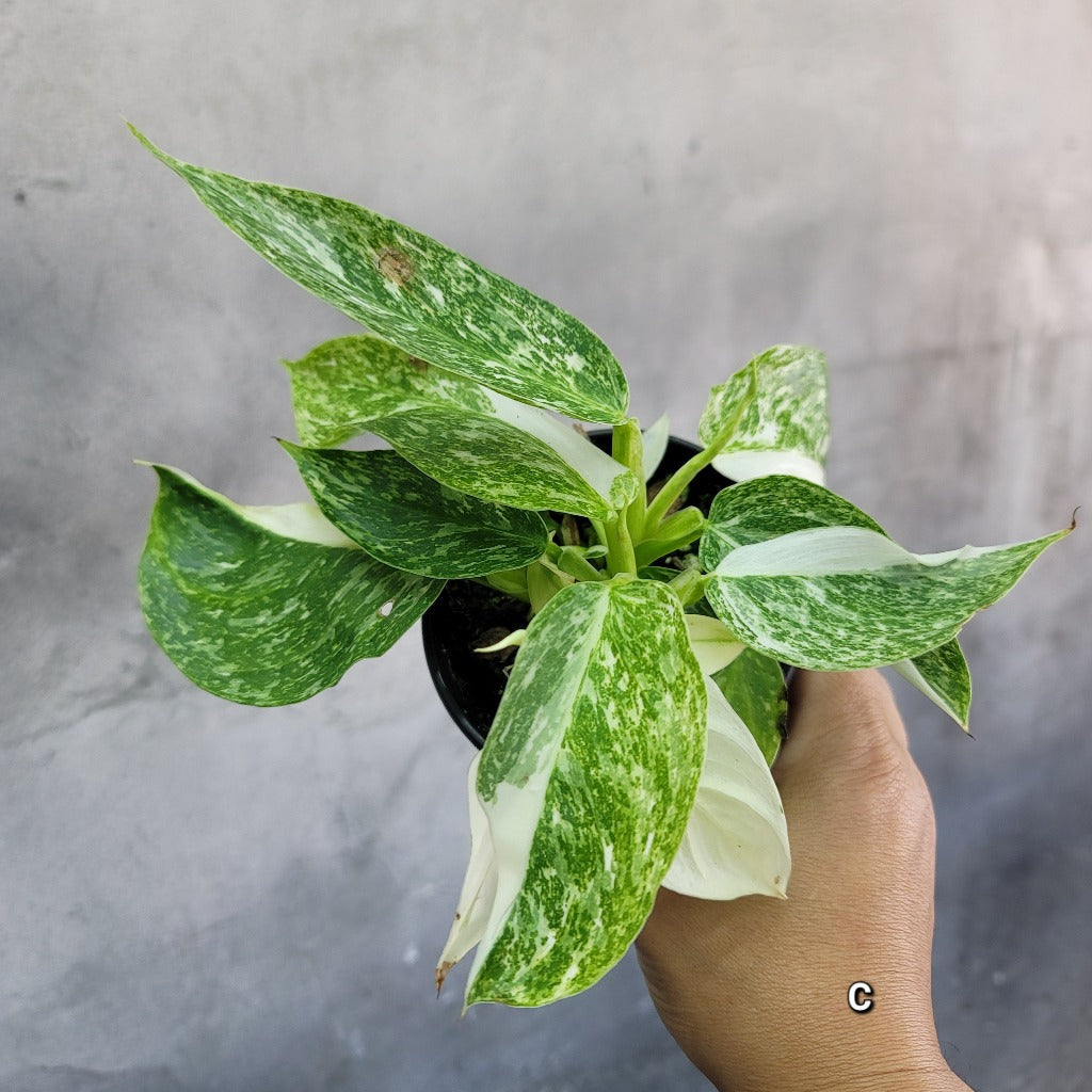 PHILODENDRON - PHILODENDRON JOSE BUONO - 4"