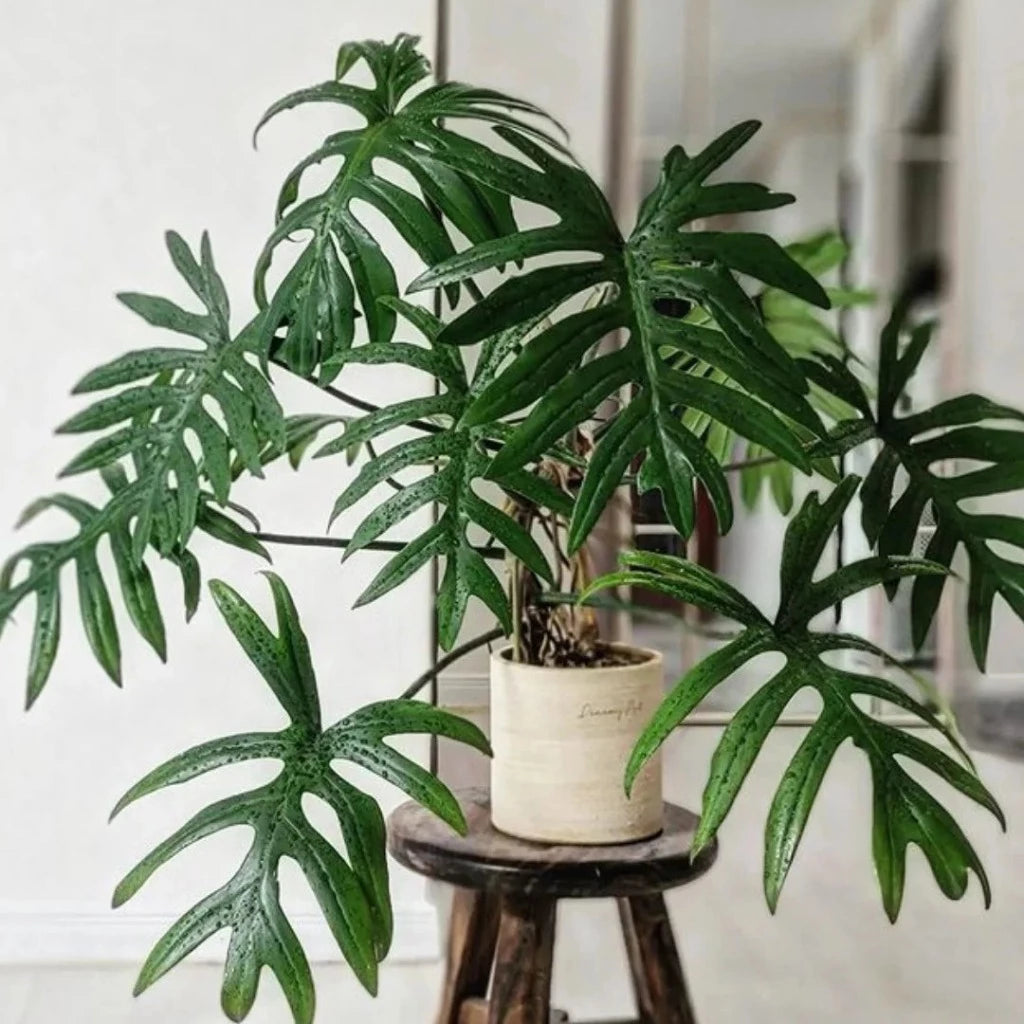 Philodendron mayoi 'Tahiti' - 2