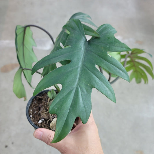 PHILODENDRON - Philodendron Mayoi 'Tahiti' - 4"