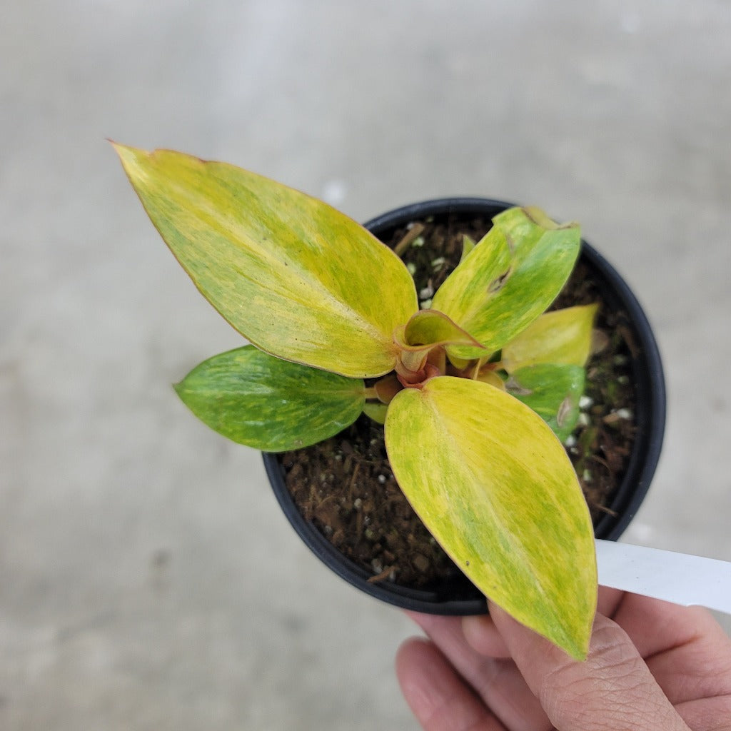 PHILODENDRON - Philodendron 'Orange Marmalade' - 4"