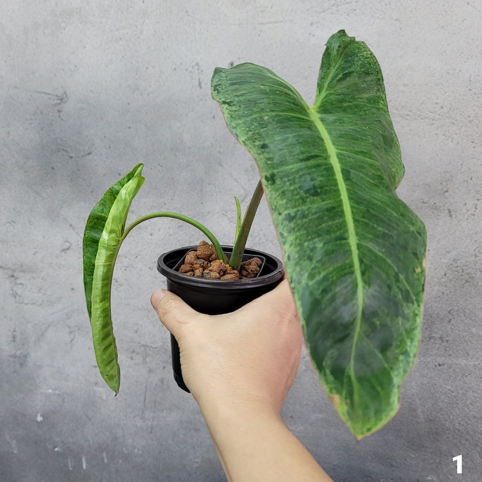PHILODENDRON - PHILODENDRON PARAISO VERDE - 4"