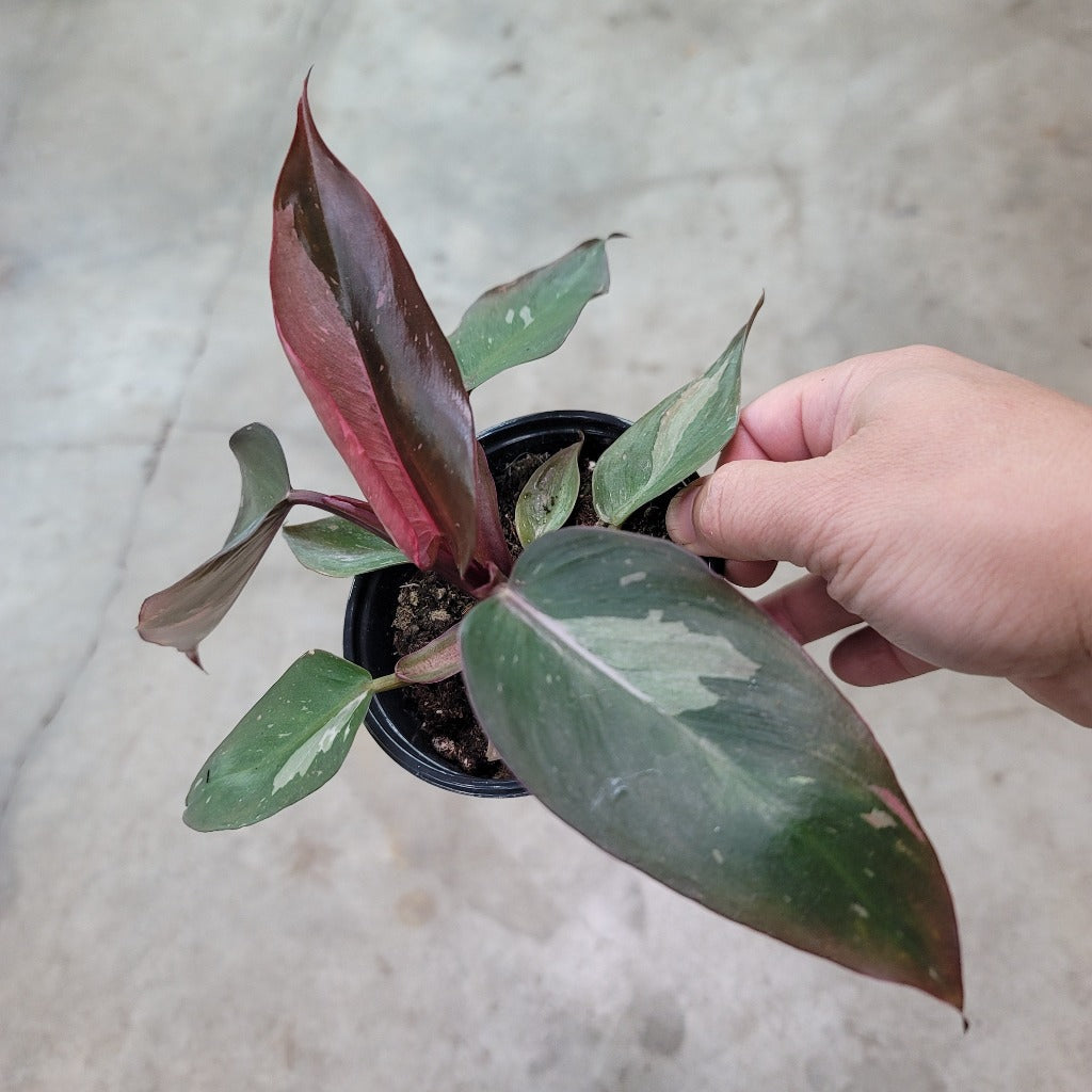 PHILODENDRON - Philodendron Pink Princess - 4"