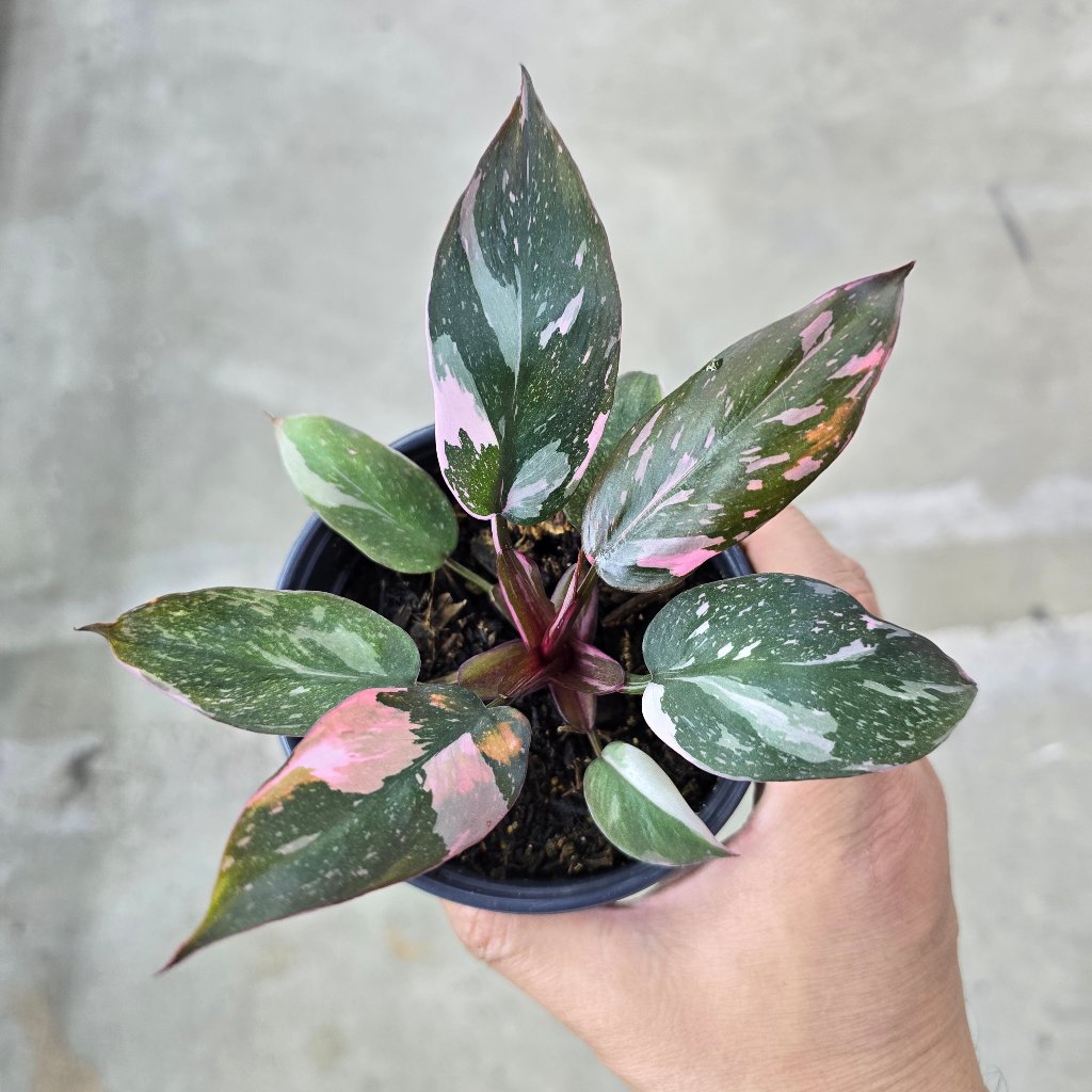 Philodendron 'Pink Princess Marble' - 4