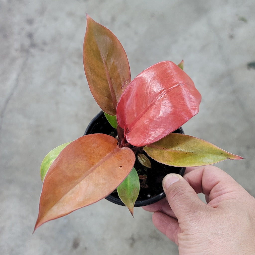 Philodendron 'Prince of Orange' - 4