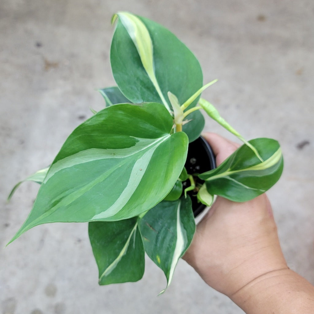 Philodendron 'Rio' - 4