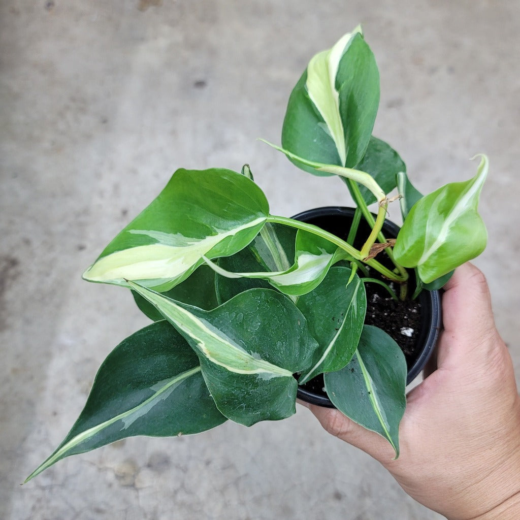 Philodendron 'Rio' - 4