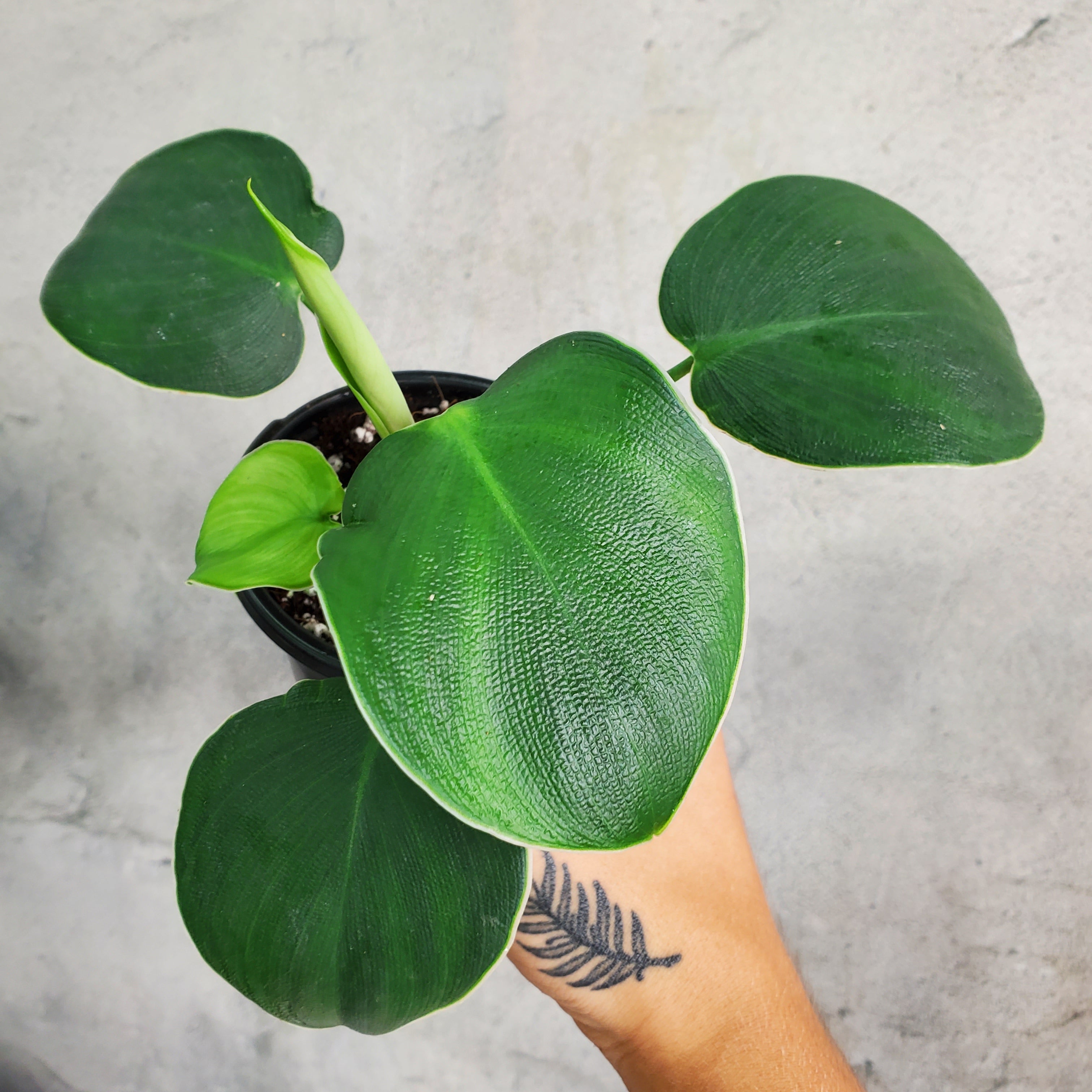 PHILODENDRON RUGOSUM - 5