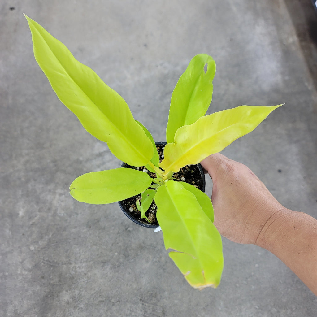 PHILODENDRON - PHILODENDRON SAWTOOTH GOLD - 4"