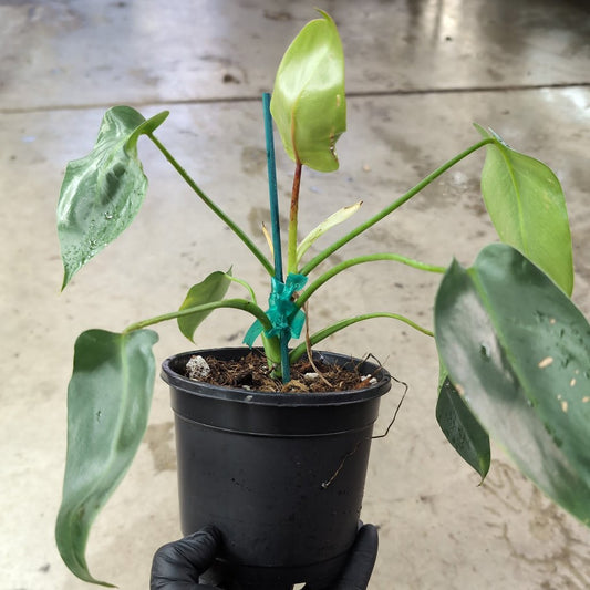 PHILODENDRON - Philodendron Spiritus Sancti - 6"