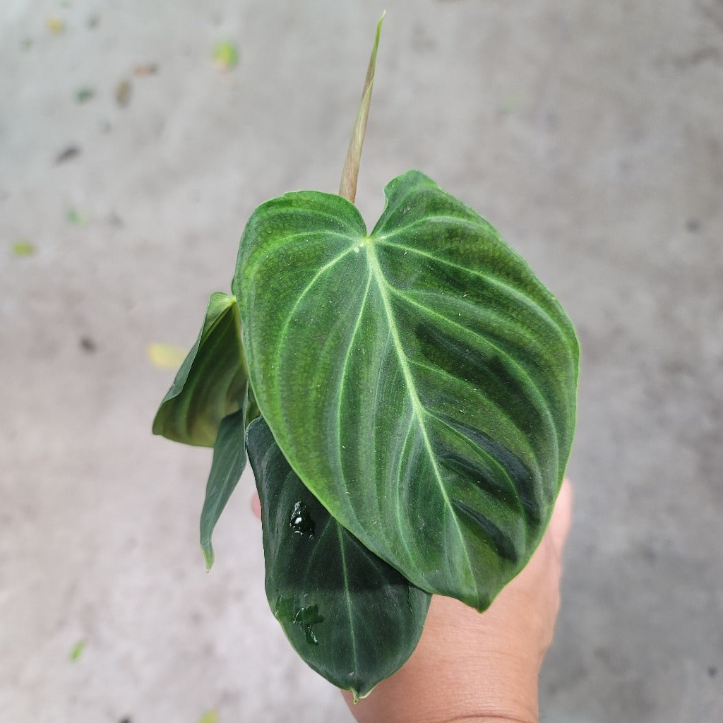 Philodendron splendid - 4