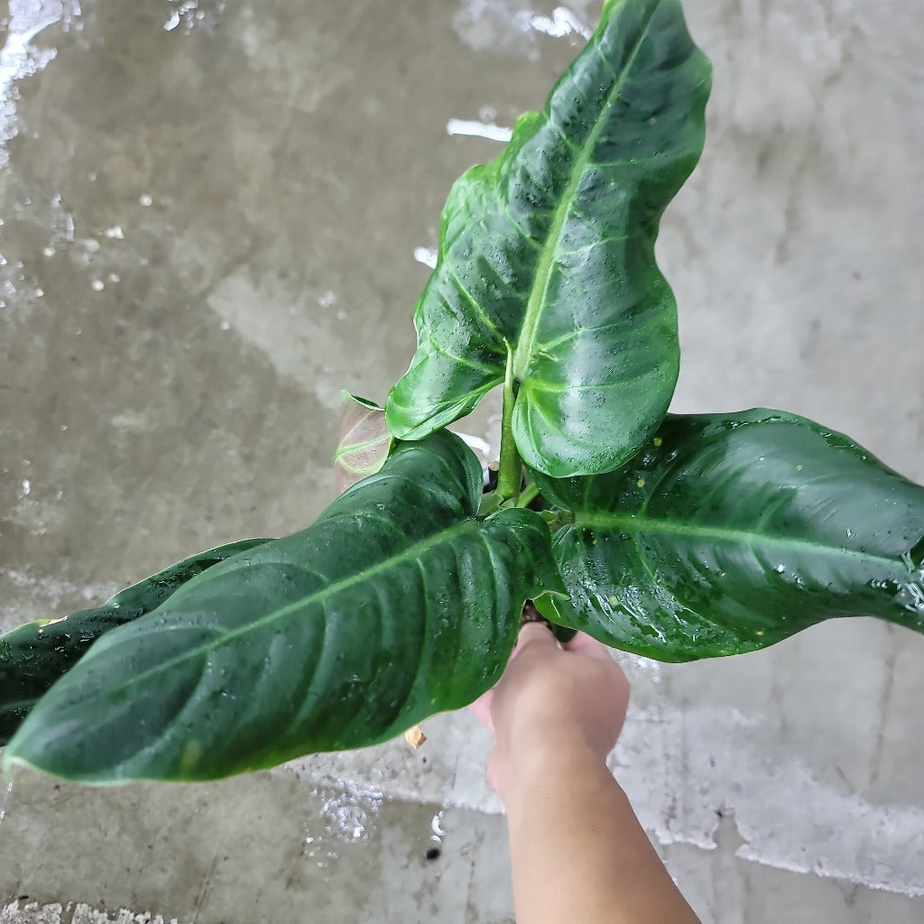 PHILODENDRON - PHILODENDRON SUBHASTATUM - 4"