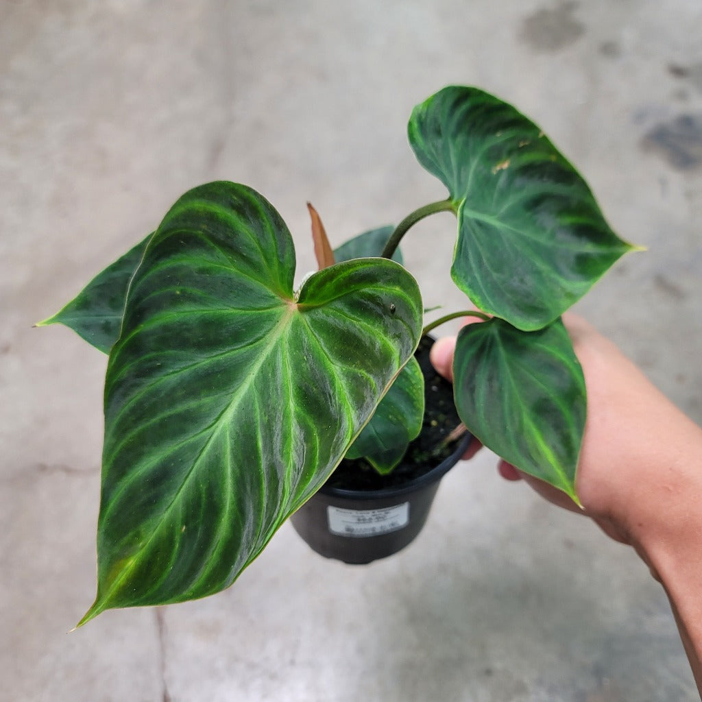 Philodendron verrucosum - 4