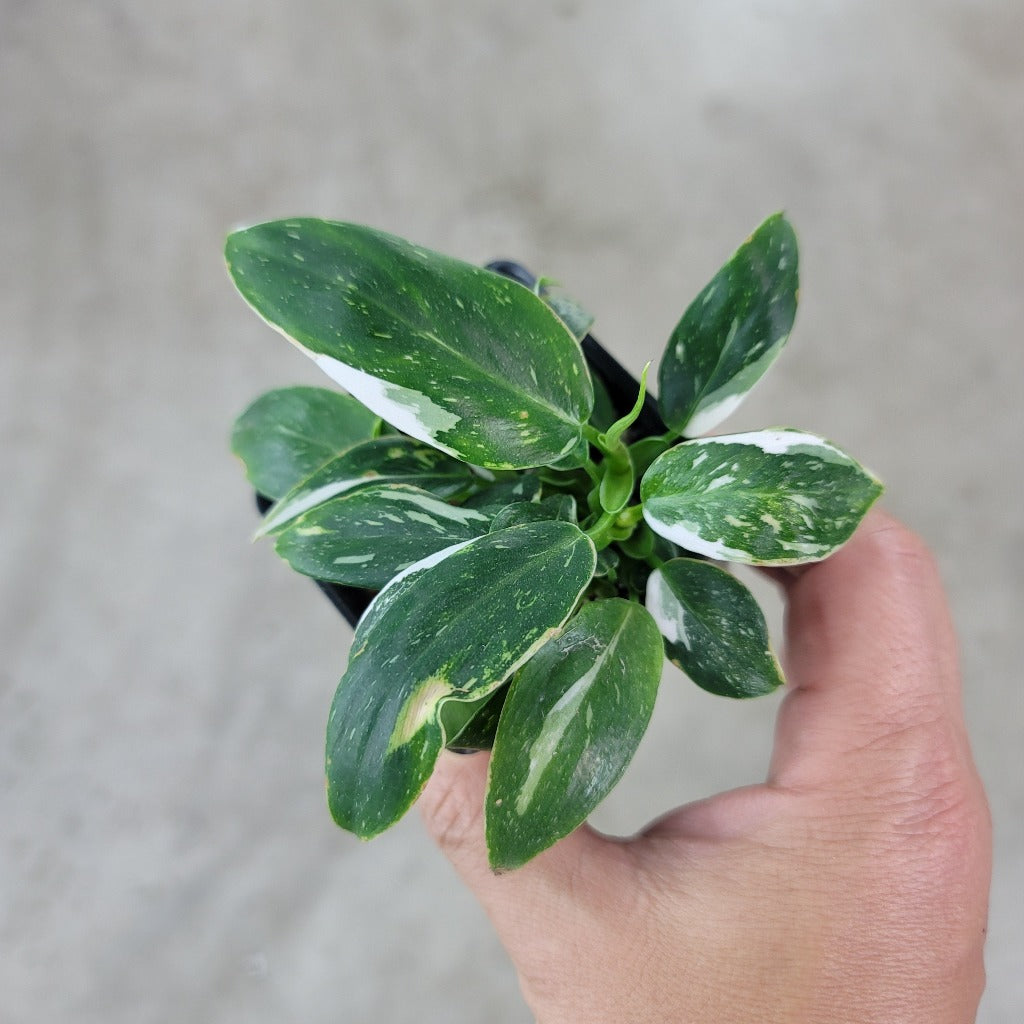 Philodendron 'White Princess' - 2