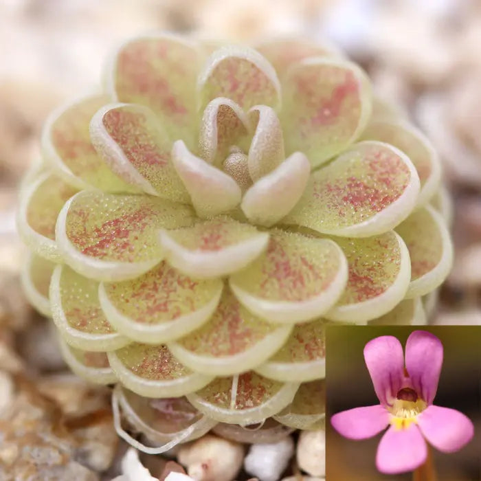 Pinguicula jaumavensis - 2"