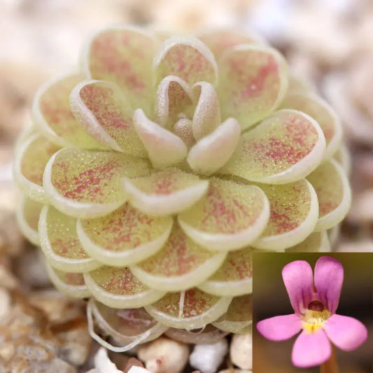 Pinguicula jaumavensis - 2"