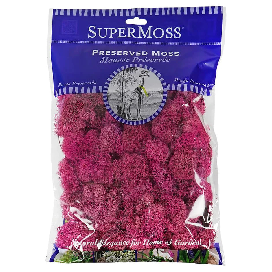 Reindeer Moss