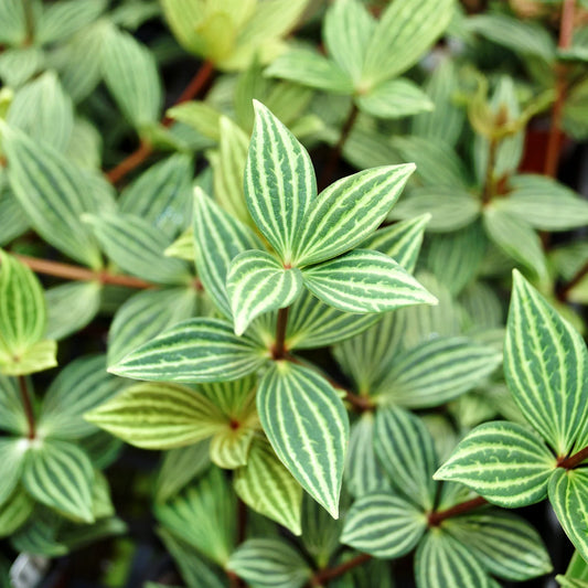 Peperomia puteolata - 4"