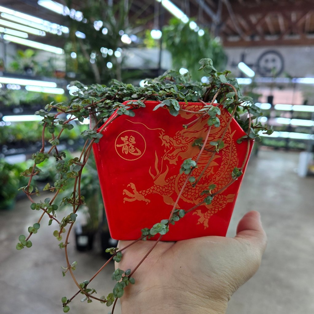 PLANTERS - Take Out Ceramic Pot