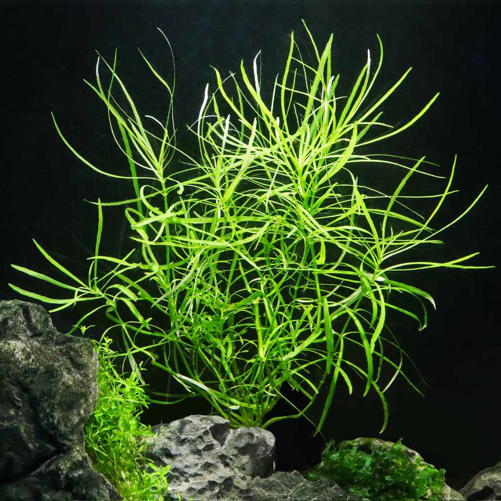 Pogostemon stellatus 'Octopus'